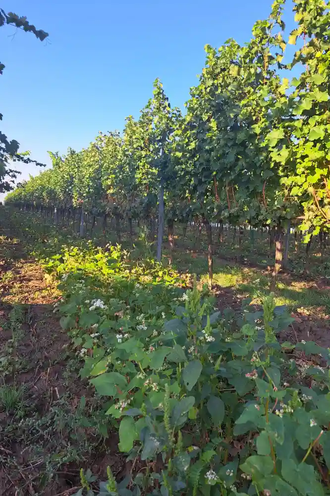 Lese 2023 Weingarten