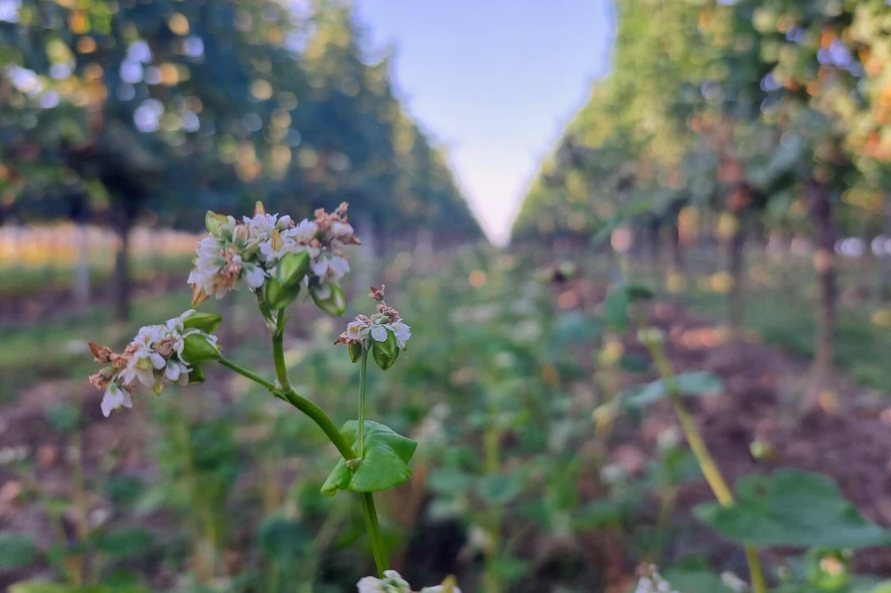 Blumen Lese 2023 Weingarten