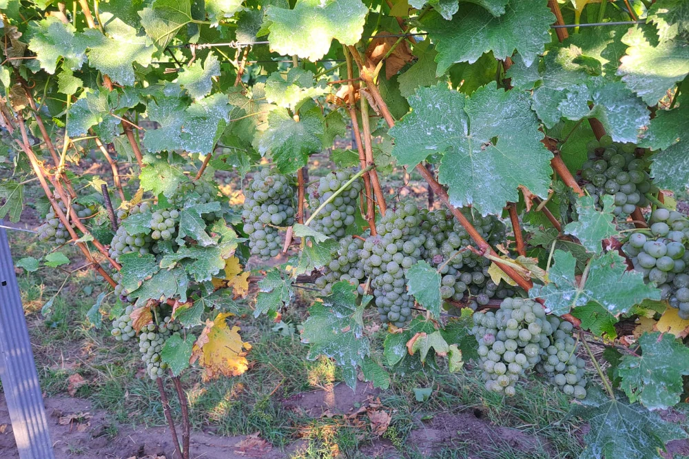 Lese 2023 Weintrauben