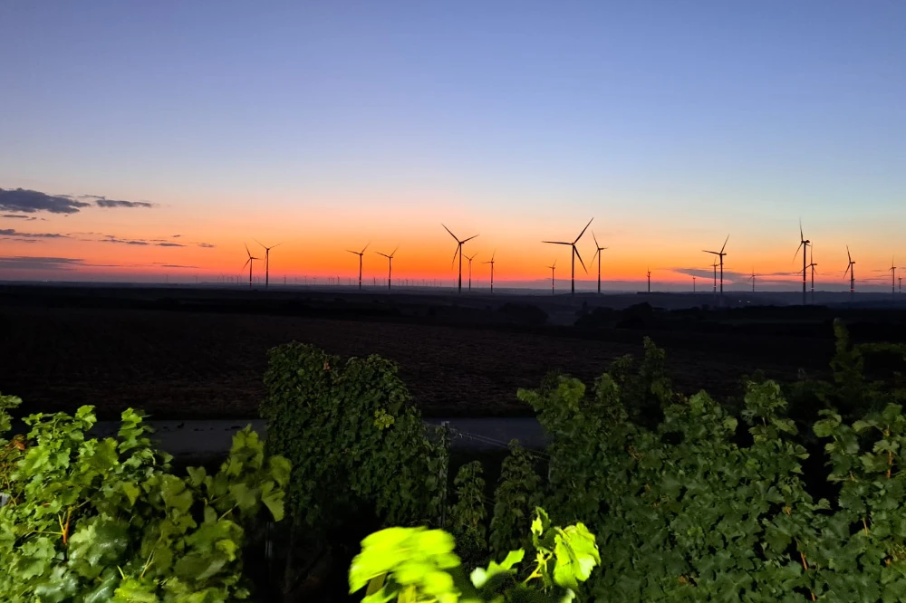 Abendstimmung Lese 2023 Weingarten