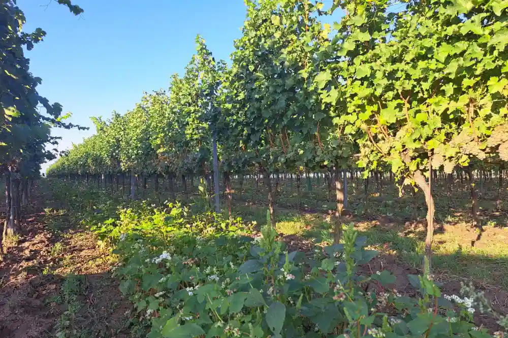 Lese 2023 Weingarten