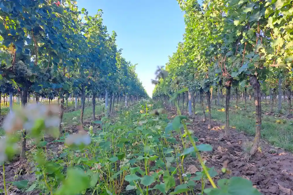 Harvest 2023 Vineyards