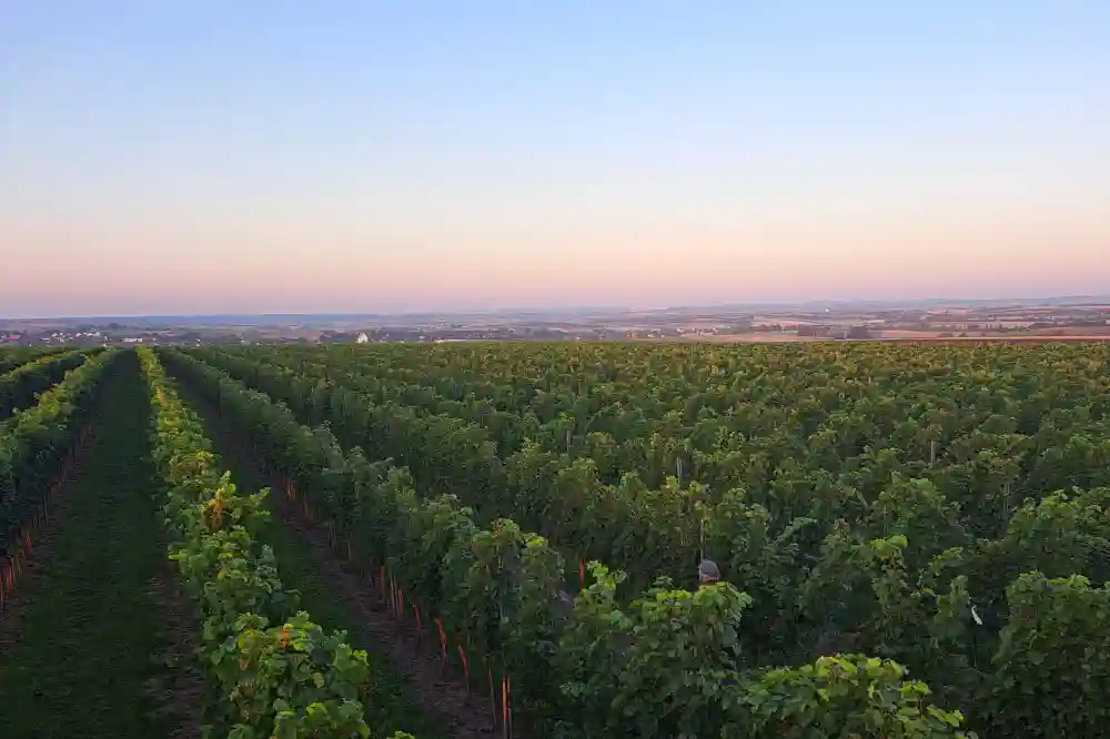 Lagen Lese 2023 Weingarten