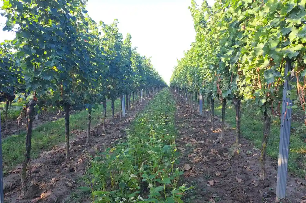 Lese 2023 Weingarten