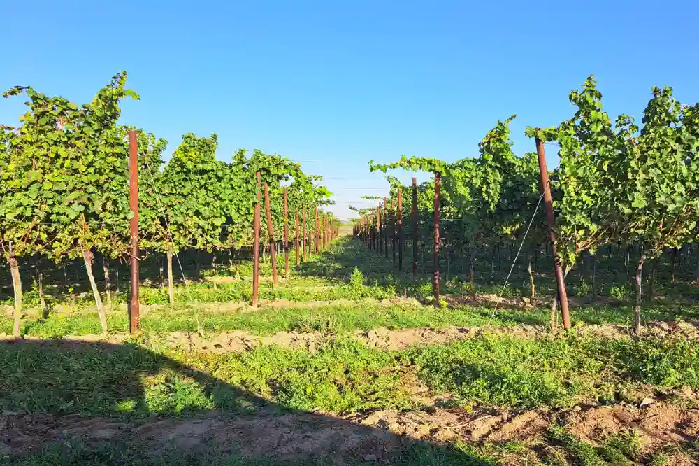 Lese 2023 Weingarten