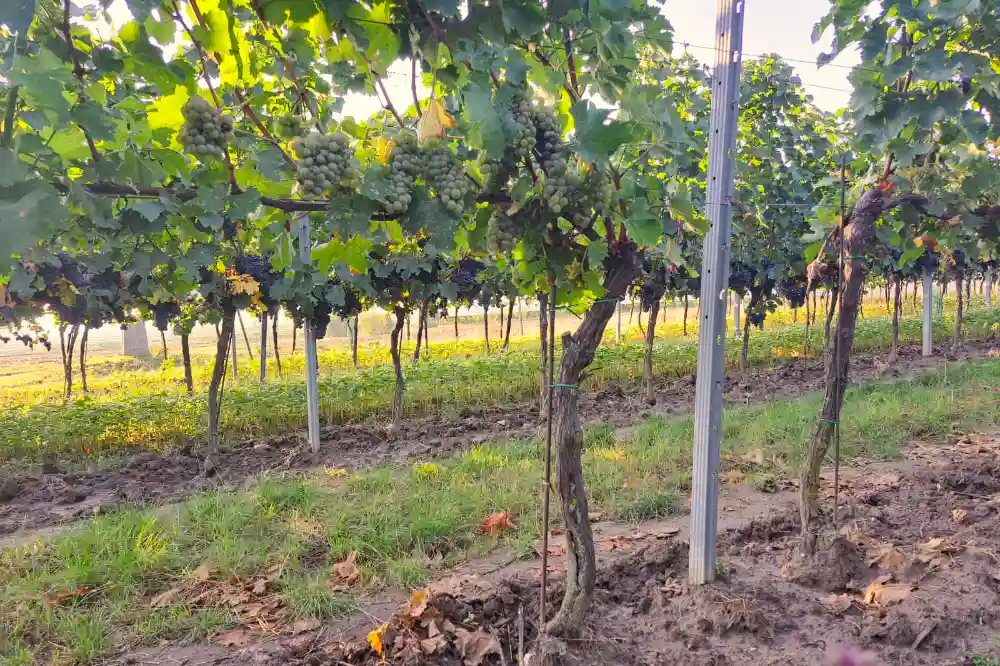 Lese 2023 Weingarten mit Weintrauben