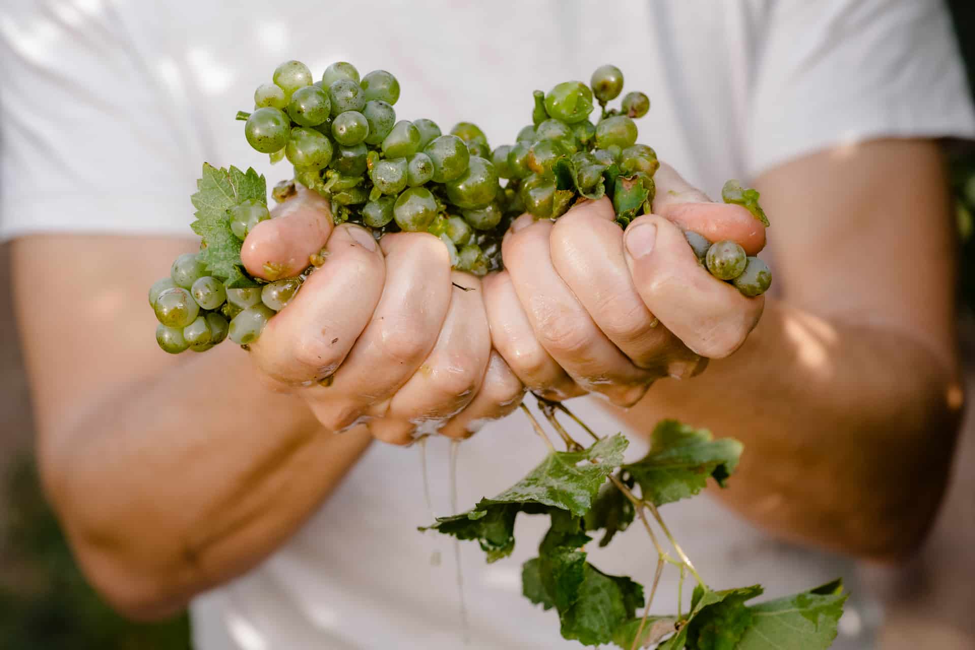 Weintrauben in den Händen von Stefan Pratsch