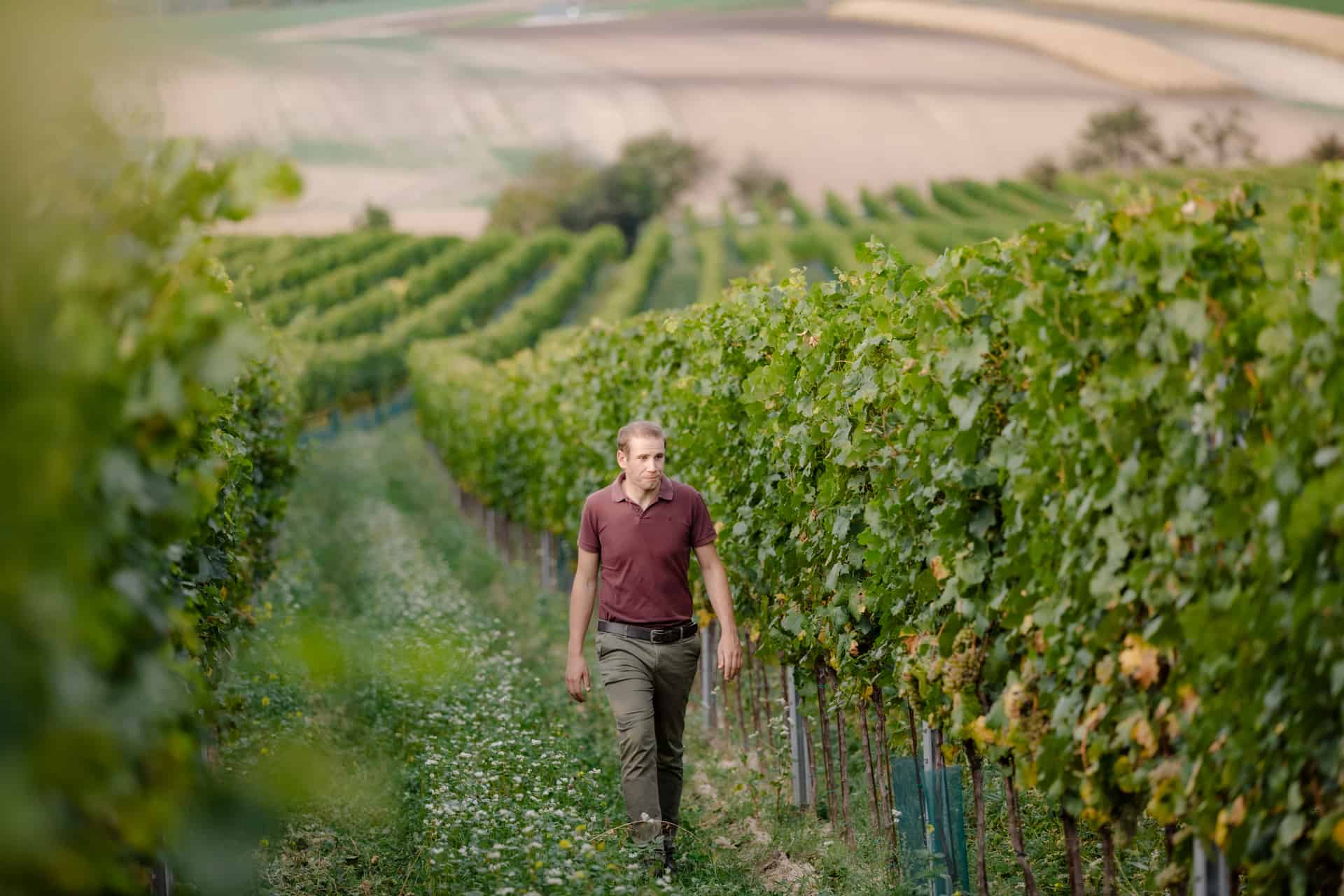 Stefan Pratsch im Weingarten biologische Landwirtschaft